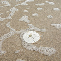 Sand dollar on the beach